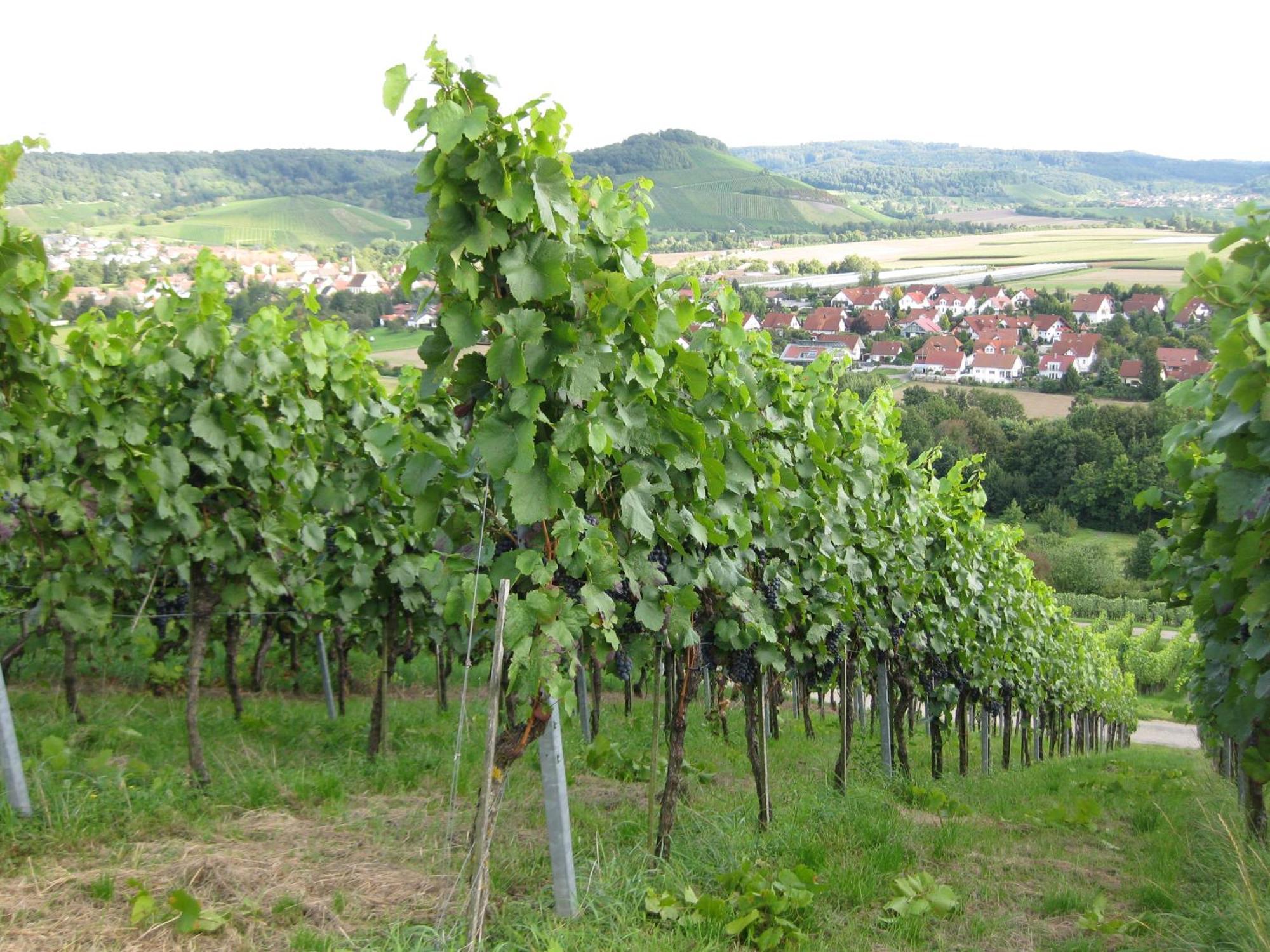 Gaestehaus Und Weingut Erich Hirth Obersulm